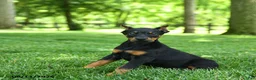 Doberman Pinscher dogs for sale: Lion - Ad 3