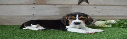 Beagle dogs for sale: Billy The Kid - Ad 4