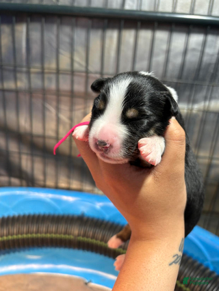 Australian Shepherd dogs Remie - Ad 2