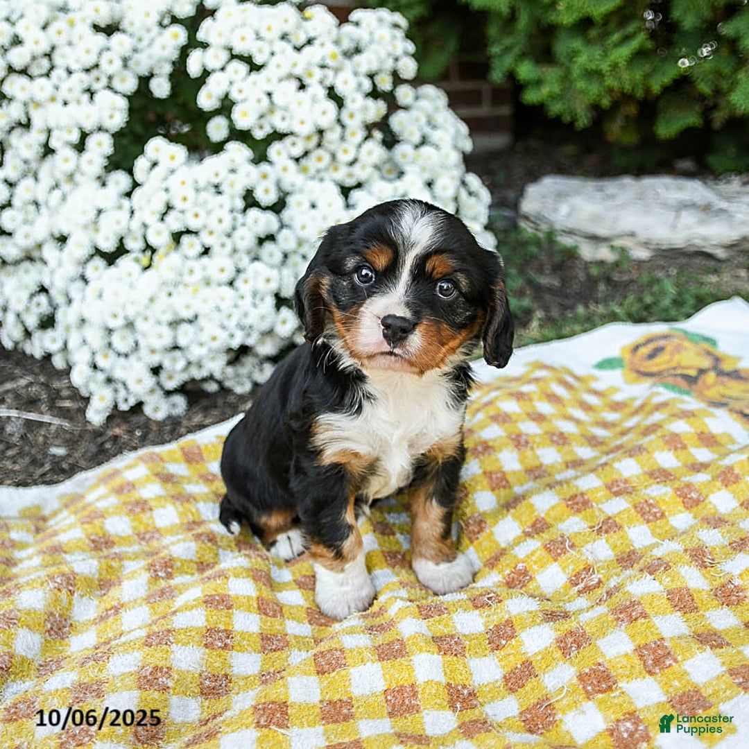 Mixed Breed dogs for sale: Walker - Ad 3