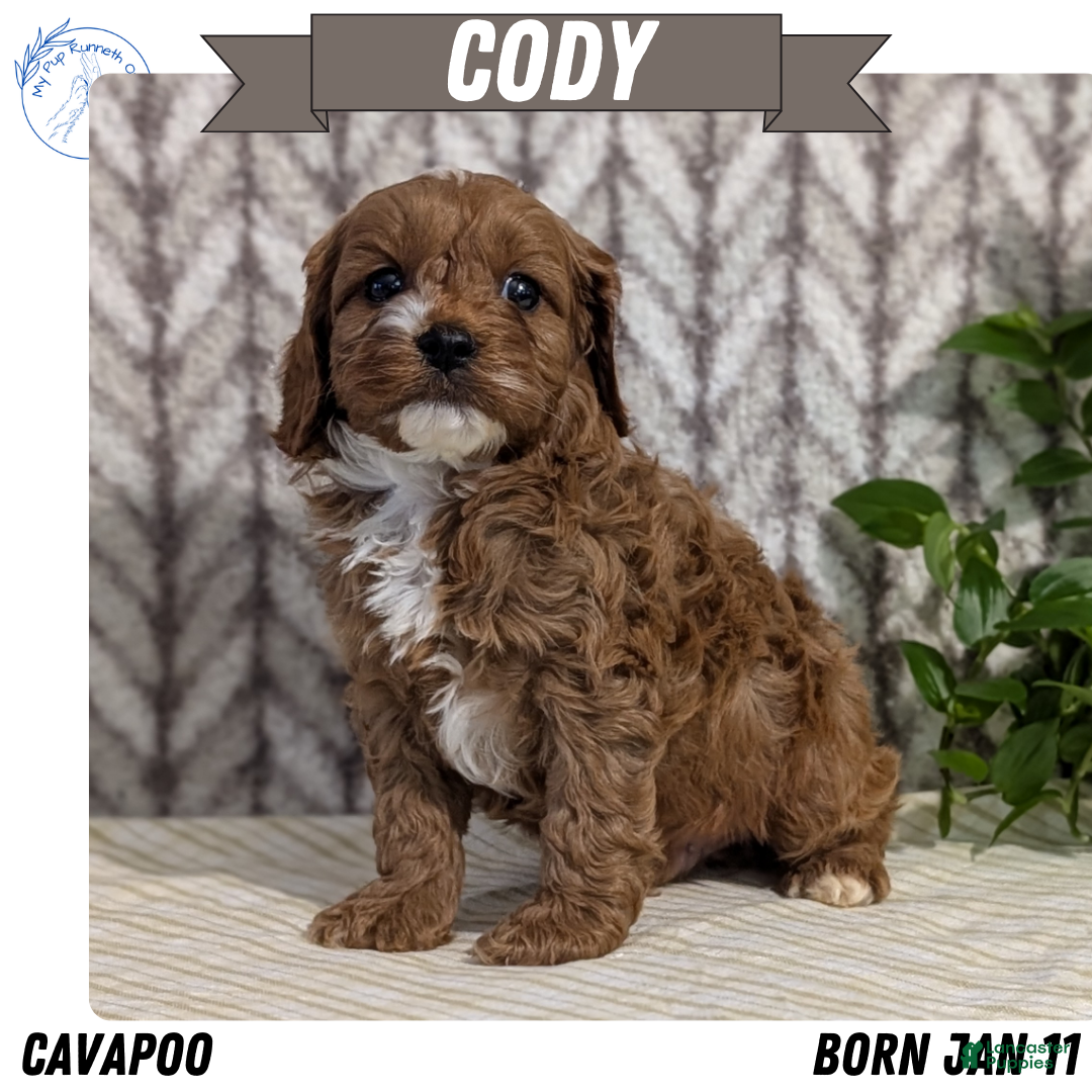 Cavapoo dogs Cody - Ad 1