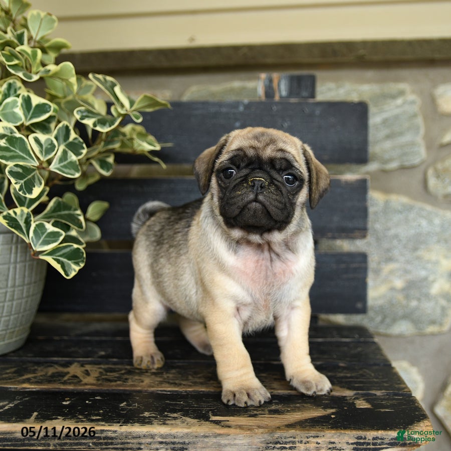 Pug dogs Rocco - Ad 1