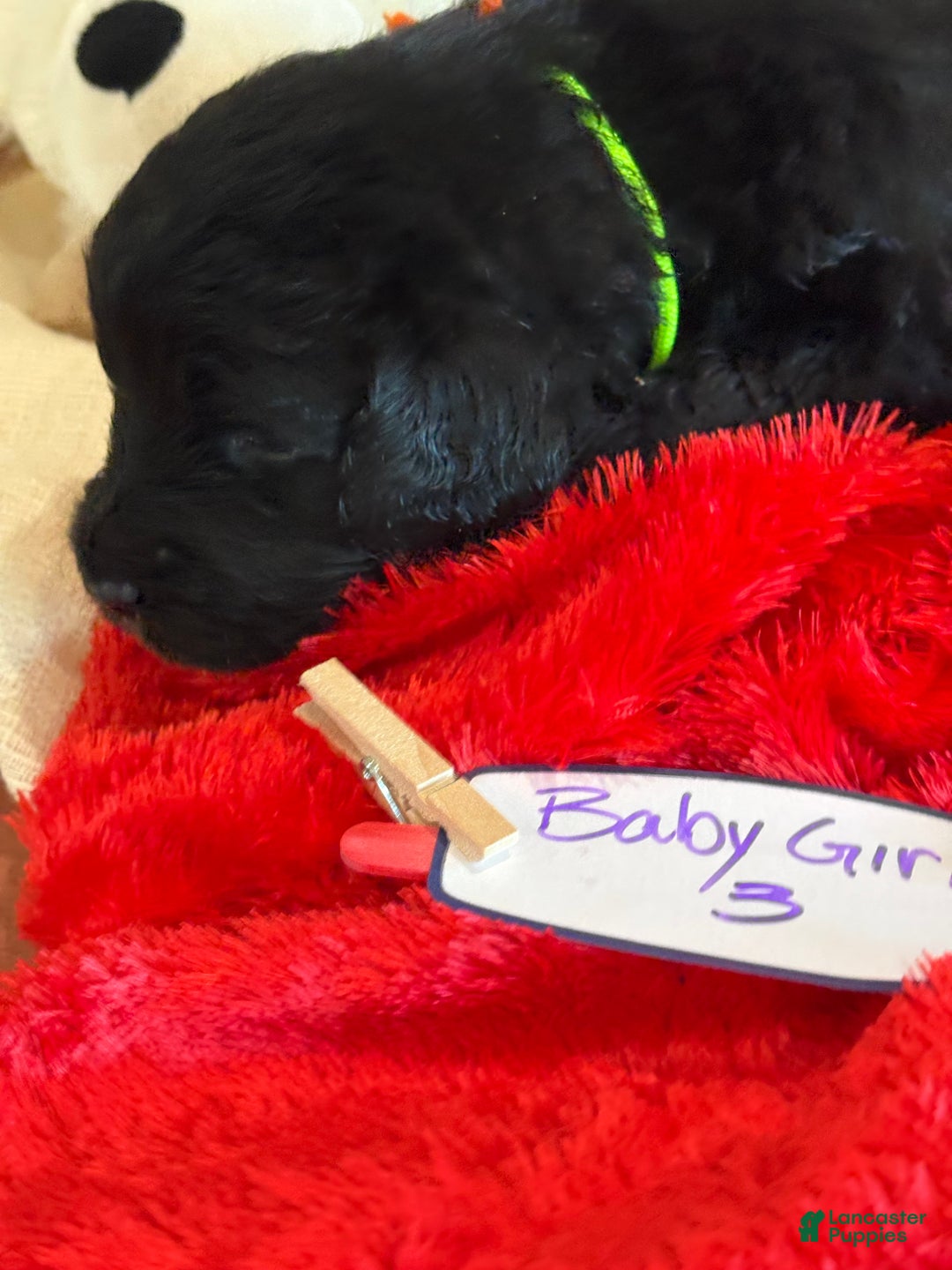 Mixed Breed dogs for sale: female # 3 English Shepherd Doodle - Ad 5