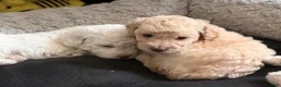Miniature Poodle dogs for sale: Theo 🐾💙 - Ad 3