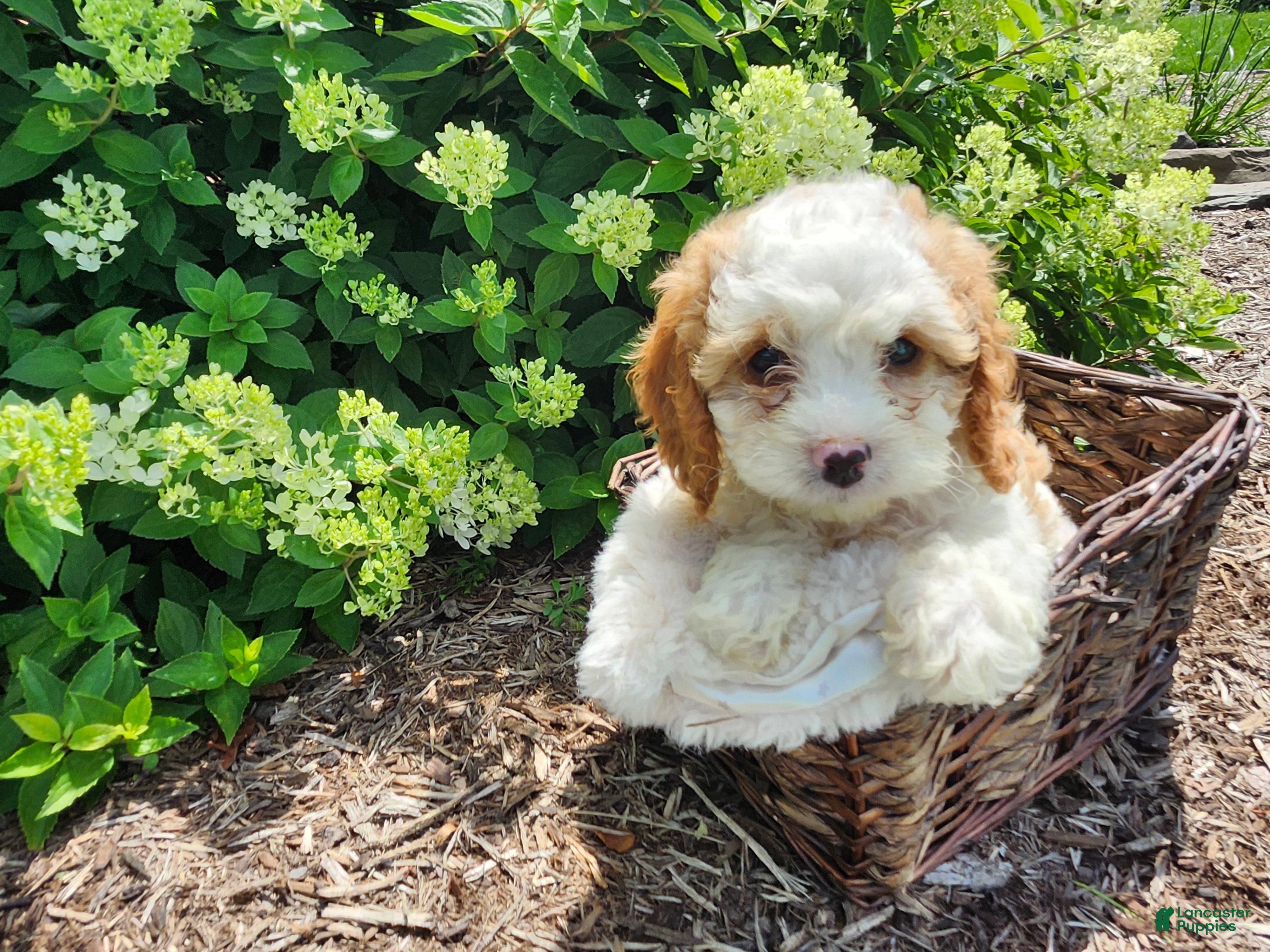 Cavapoo dogs Valentine - Ad 1
