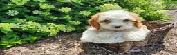 Cavapoo dogs for sale: Valentine - Ad 1