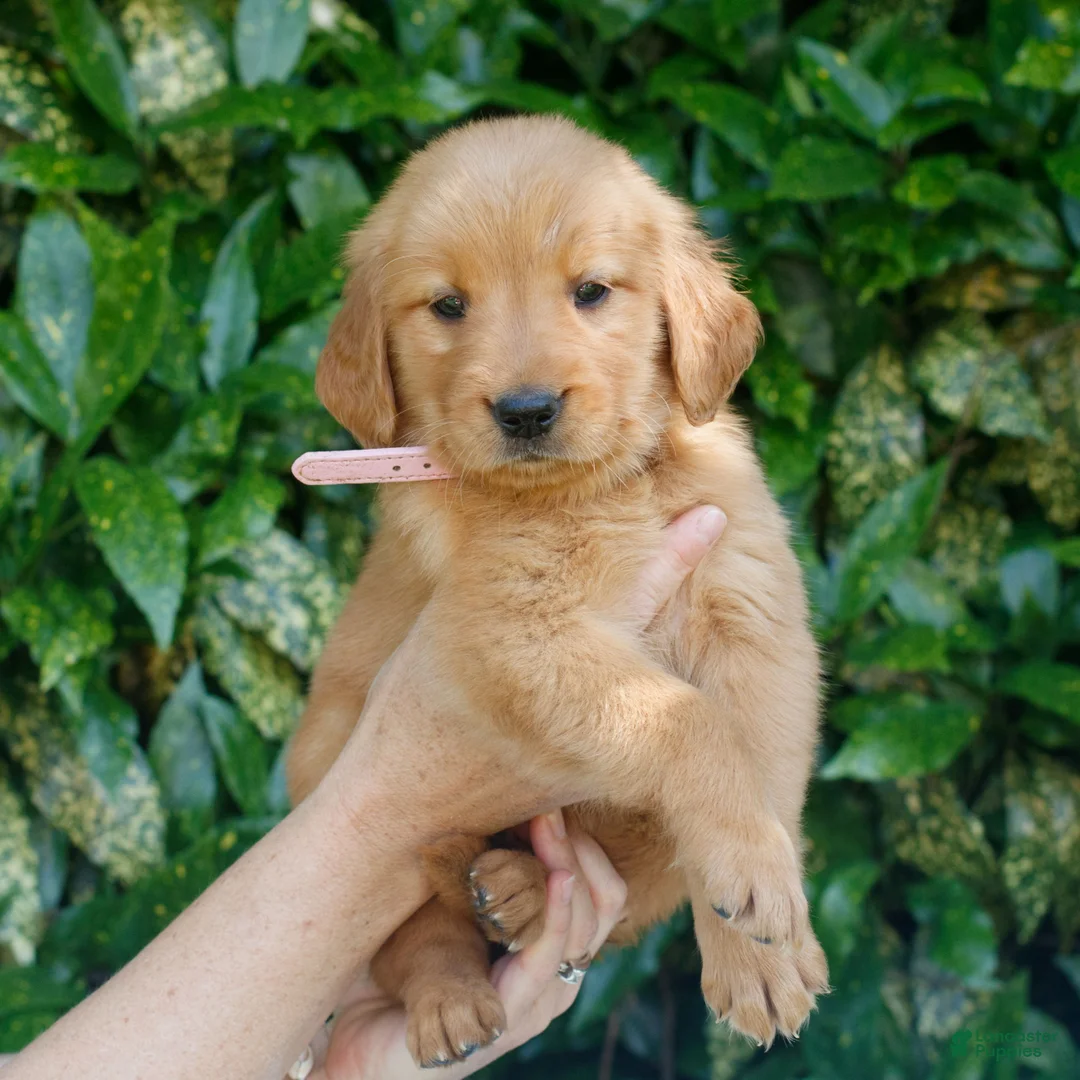Golden Retriever dogs for sale: Piper  - Ad 2
