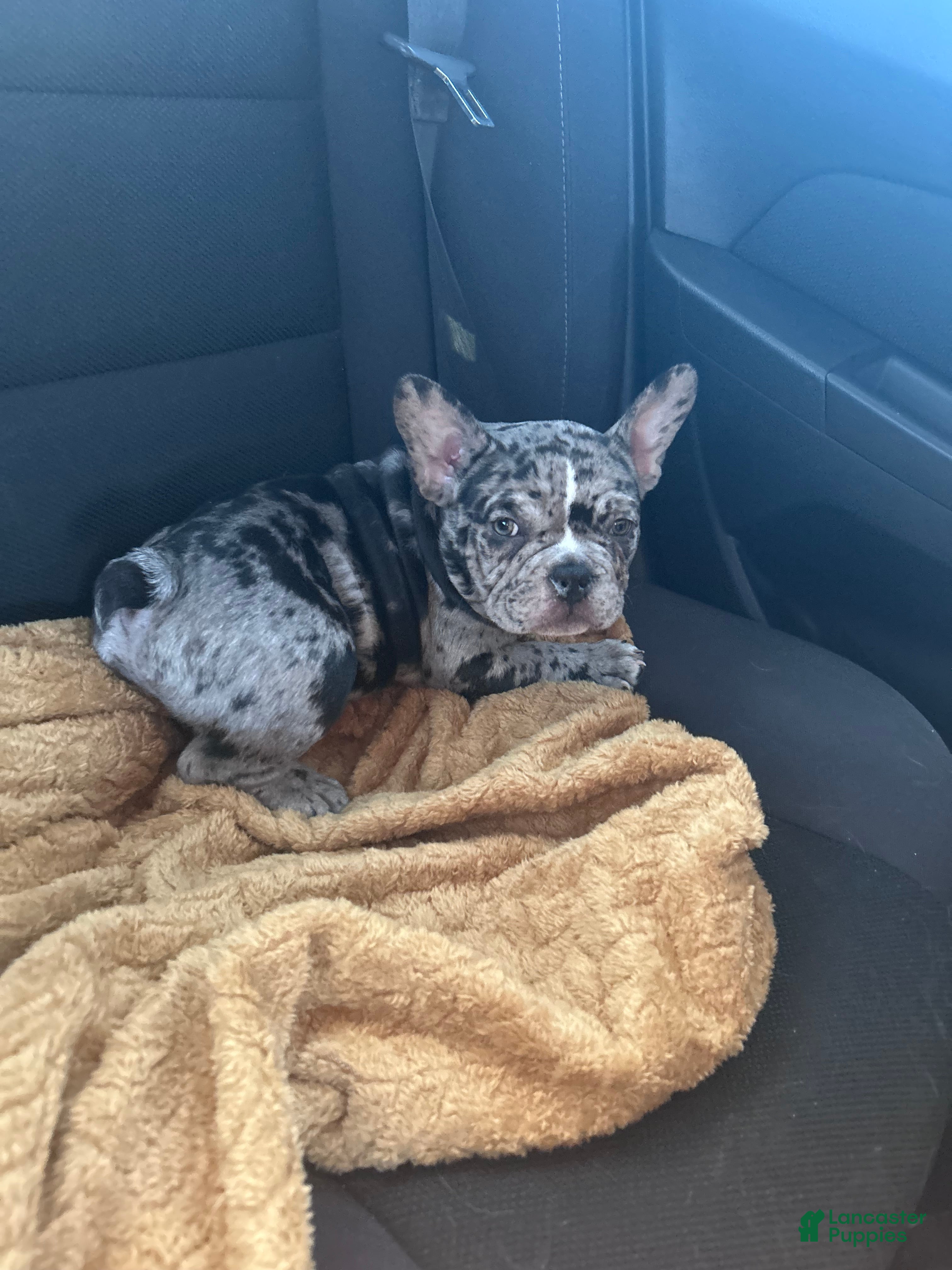 American Bully dogs American Bully Puppy 1 - Ad 23