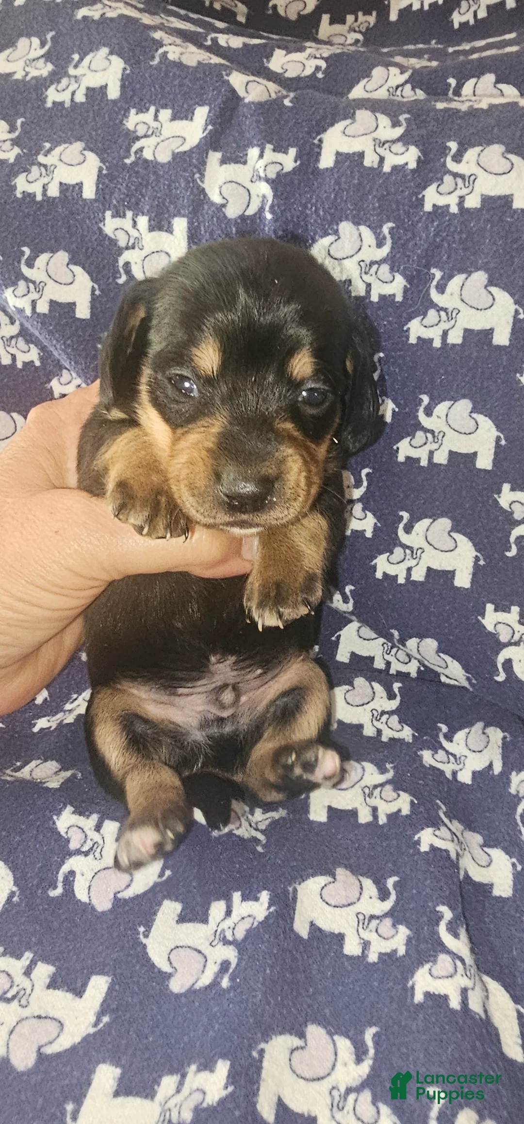 Dachshund dogs for sale: Dachshund Puppy 1 - Ad 1