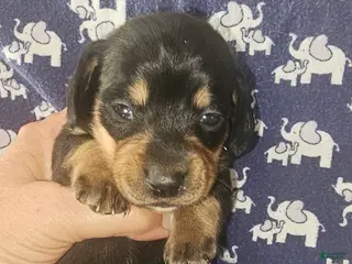 Dachshund dogs Dachshund Puppy 1 - Ad 15