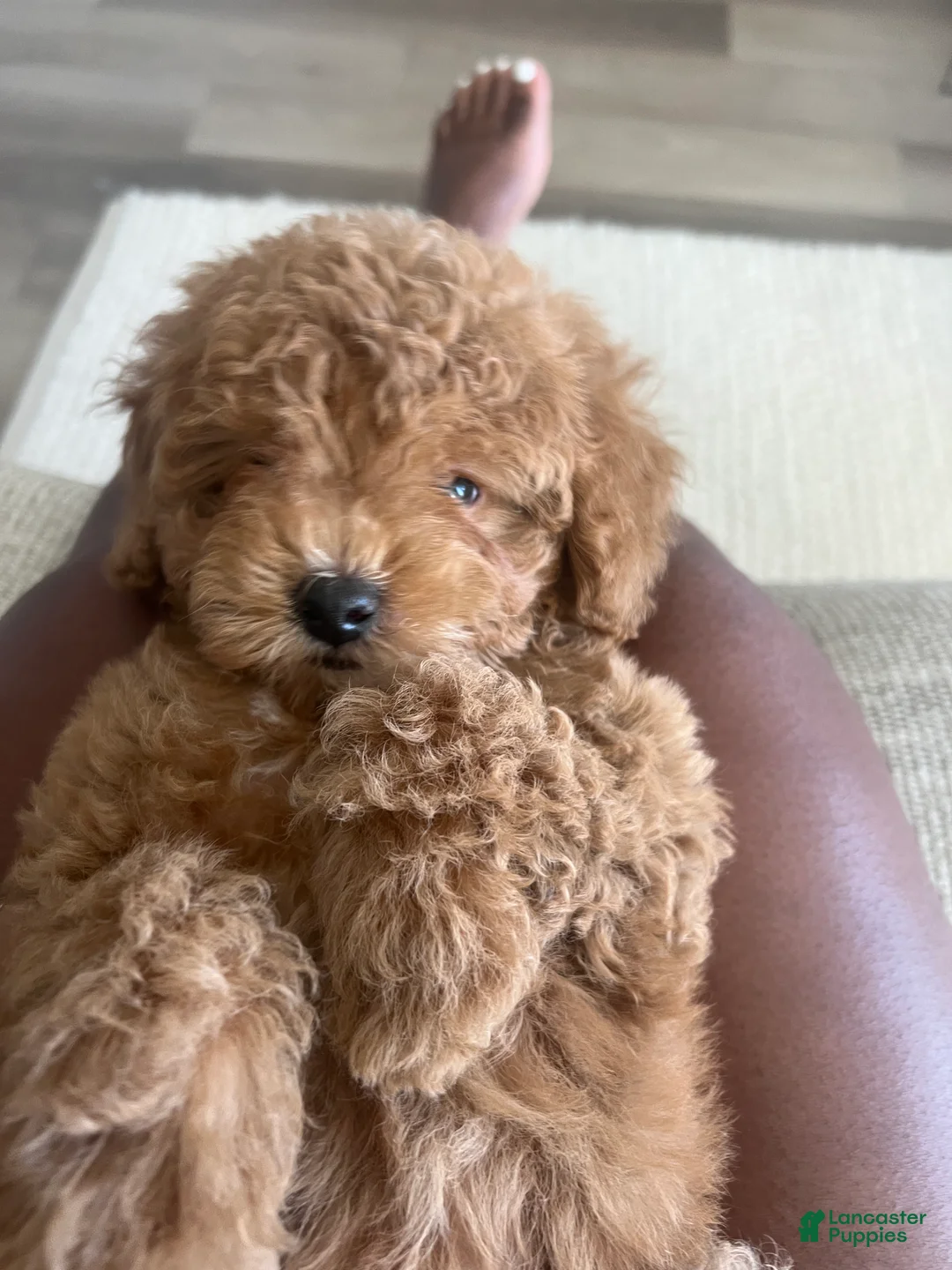 Maltipoo dogs for sale: Maltipoo Puppy 1 - Ad 2