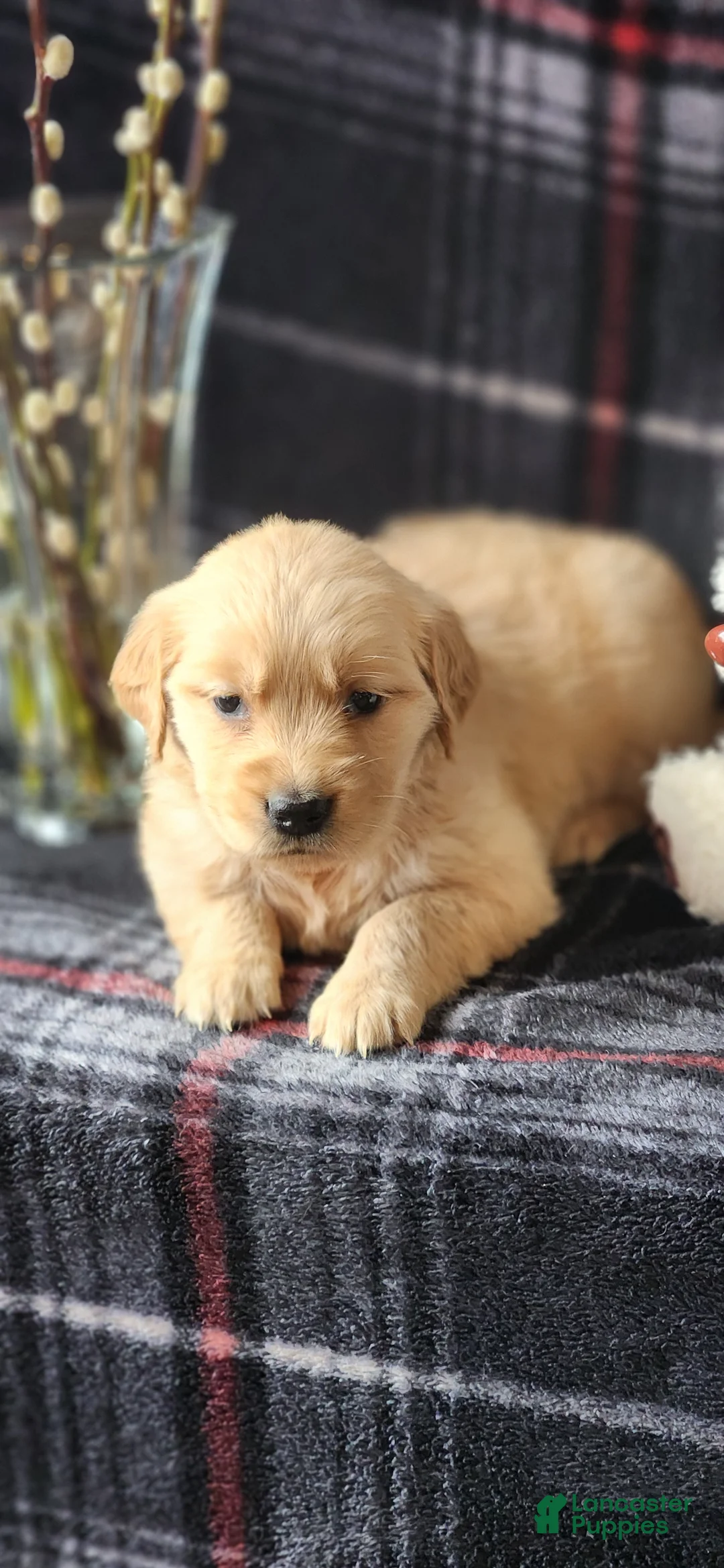 Golden Retriever dogs for sale: Lindsey - Ad 1
