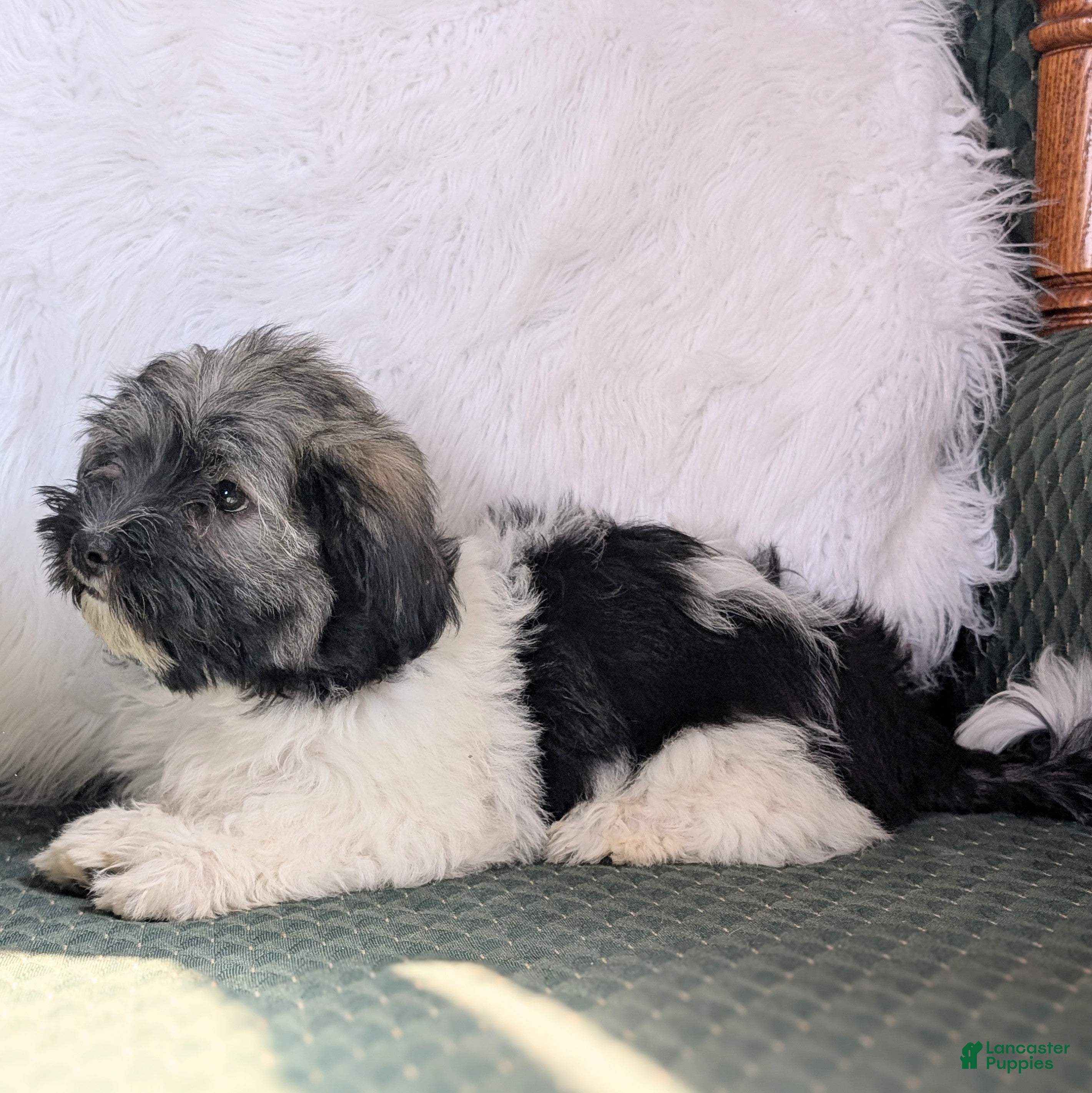 Havanese dogs Dulce - Ad 2