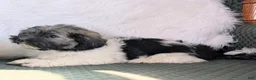 Havanese dogs for sale: Dulce - Ad 2