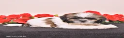 Shih Tzu dogs for sale: Kerry - Ad 3