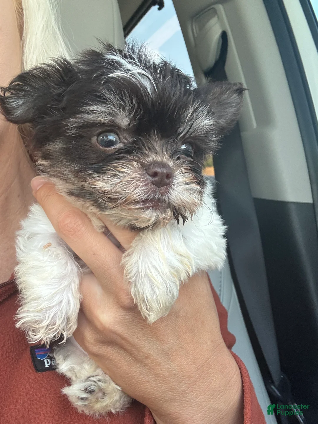 Yorkshire Terrier dogs for sale: Yorkshire Terrier Puppy 2 - Ad 1