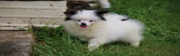 Pomsky dogs for sale: Tilly  - Ad 3