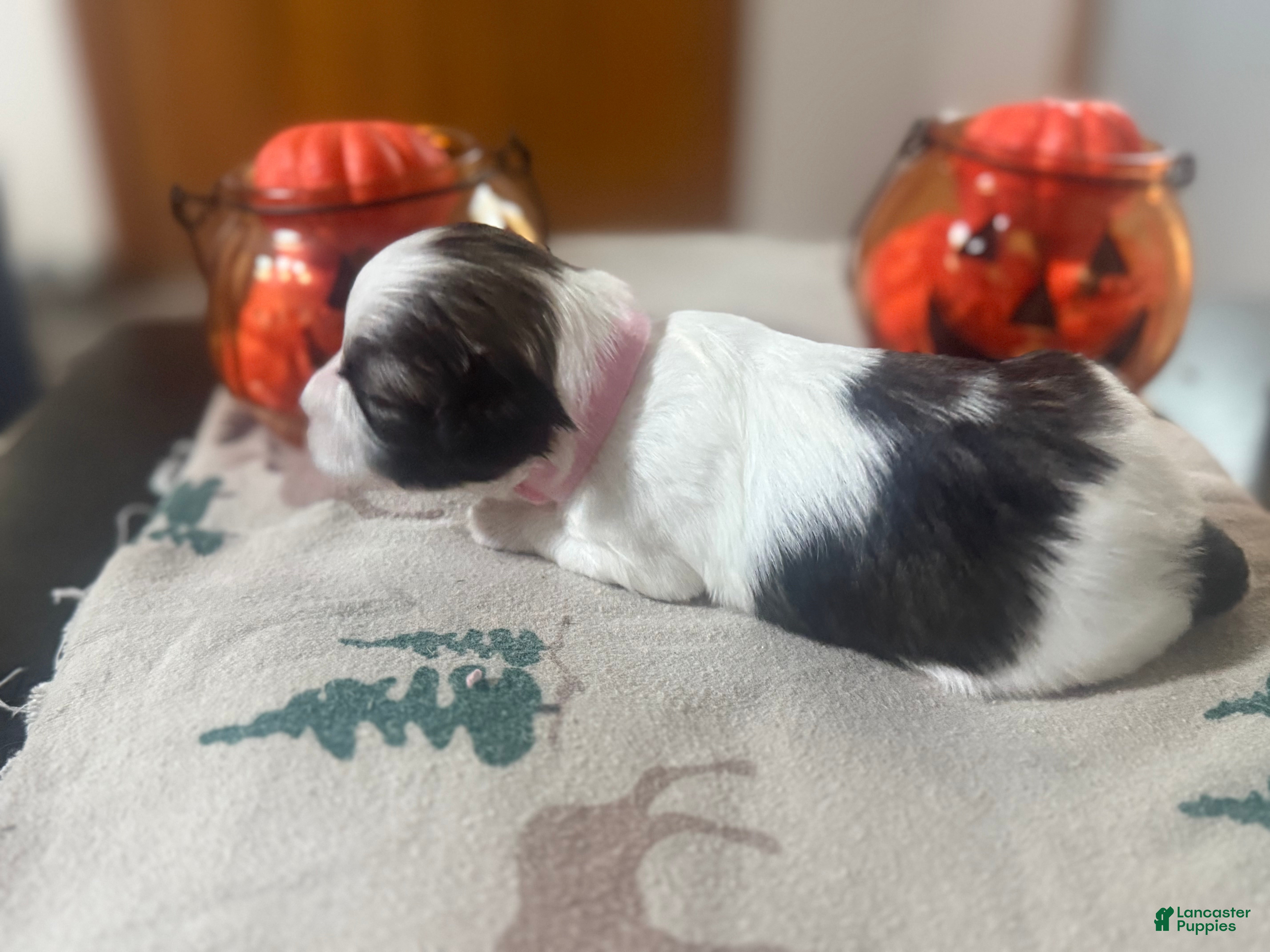 Teddy Bear dogs Teddy Bear pink female  - Ad 2