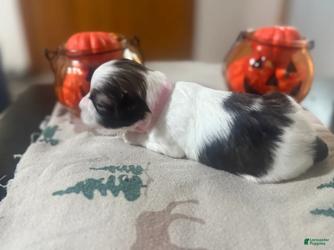 Teddy Bear dogs for sale: Teddy Bear pink female  - Ad 2
