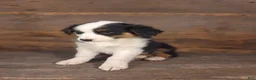 Australian Shepherd dogs for sale: Daniel - Ad 3
