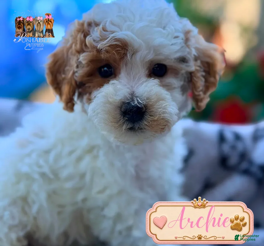 Mini Goldendoodle dogs for sale: Archie  - Ad 1