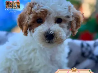 Mini Goldendoodle dogs Archie - Ad 16