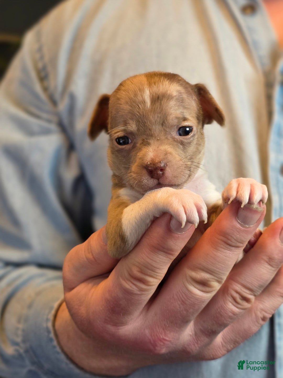 Chihuahua dogs for sale: Splash - Ad 7