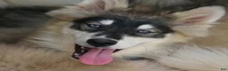 Pomsky dogs for sale: Daisy - Ad 6