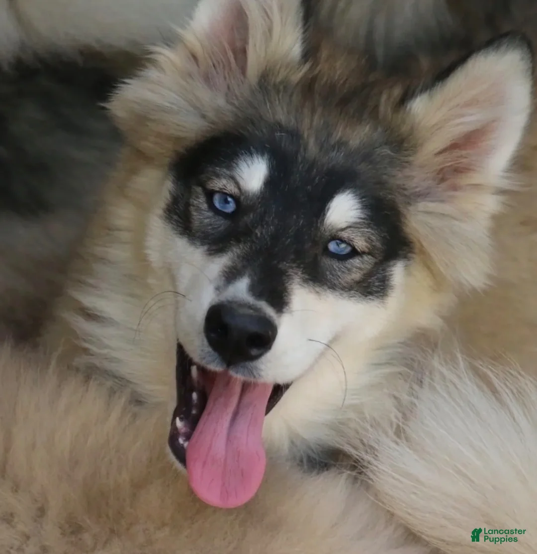 Pomsky dogs for sale: Daisy - Ad 6