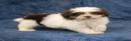 Havanese dogs for sale: Rachel - Ad 4