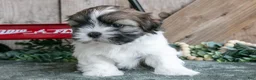 Shih Tzu dogs for sale: Joey - Ad 3