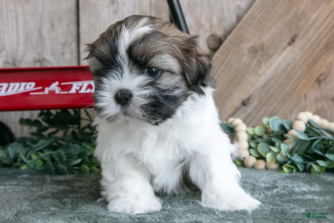 Shih Tzu dogs for sale: Joey - Ad 3