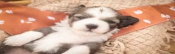 Havanese dogs for sale: Paige Havanese   - Ad 1