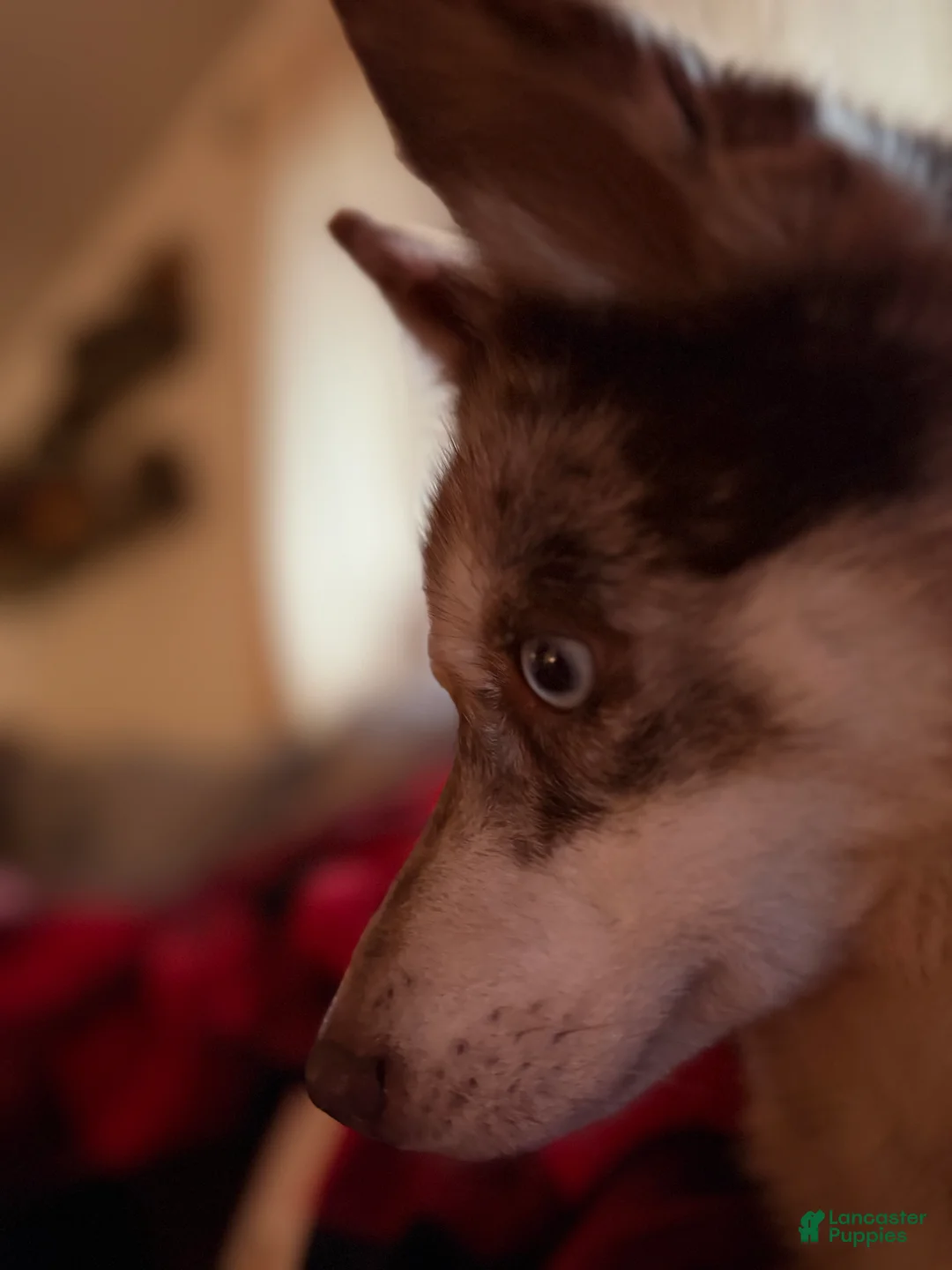 Pomsky dogs for sale: Simba Pomsky Puppy 3 - Ad 12