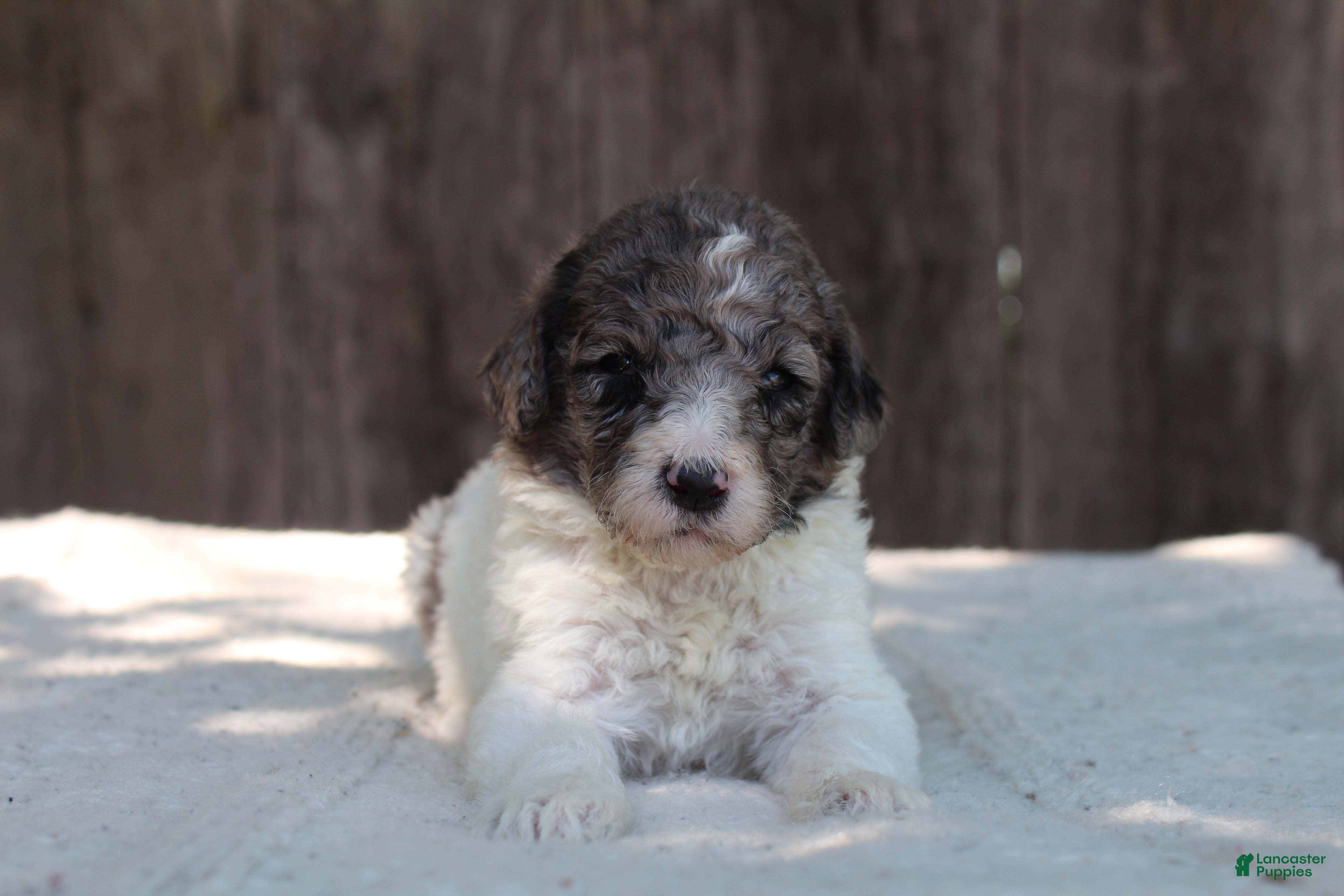 Standard Poodle dogs for sale: Fern AKC Standard Poodle - Ad 3