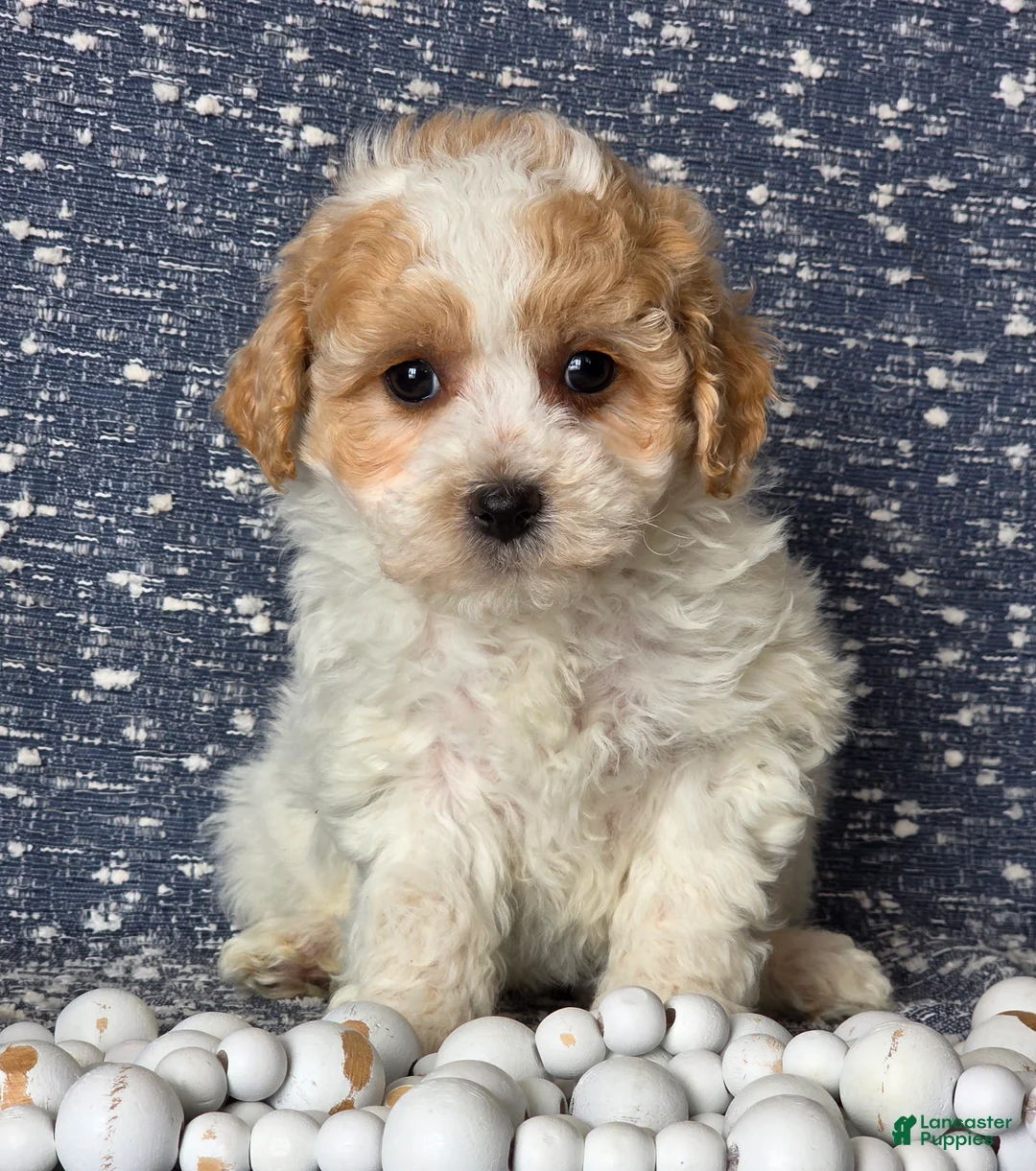 Bichpoo dogs for sale: Ellie - Ad 1
