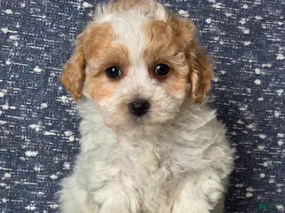 Bichpoo dogs Ellie - Ad 28