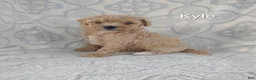Shihpoo dogs for sale: Kenna - Ad 6