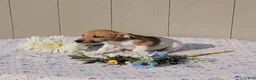 Jack Russell Terrier dogs for sale: Coffee - Ad 2