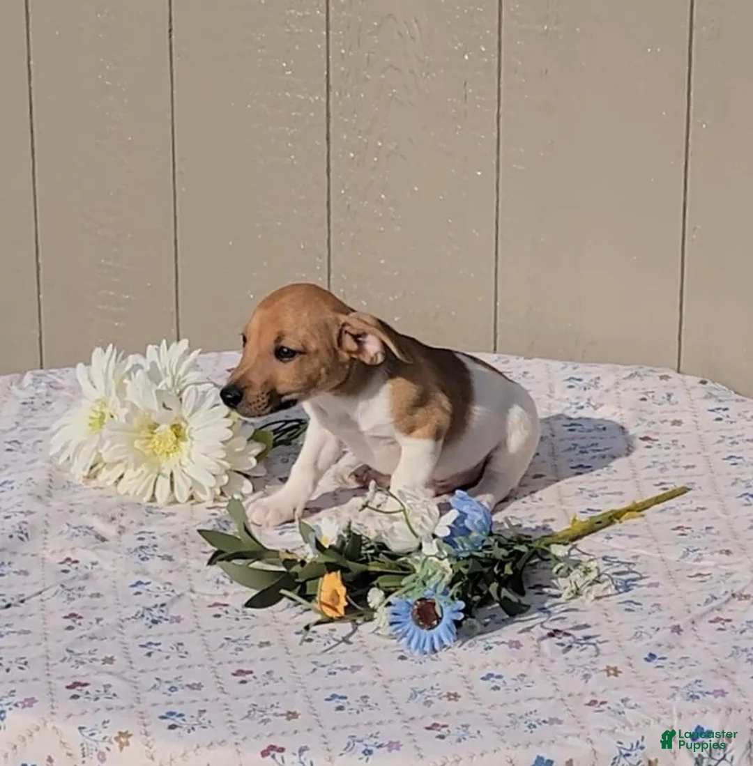 Jack Russell Terrier dogs for sale: Coffee - Ad 2