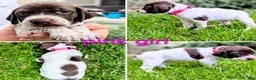 German Shorthaired Pointer dogs for sale: Pink female - Ad 3