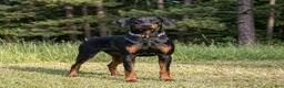 Doberman Pinscher dogs for sale: Silvan - Ad 3