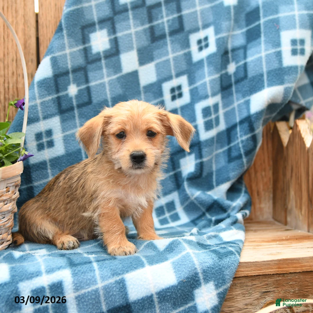 Mixed Breed dogs for sale: Skippy - Ad 5