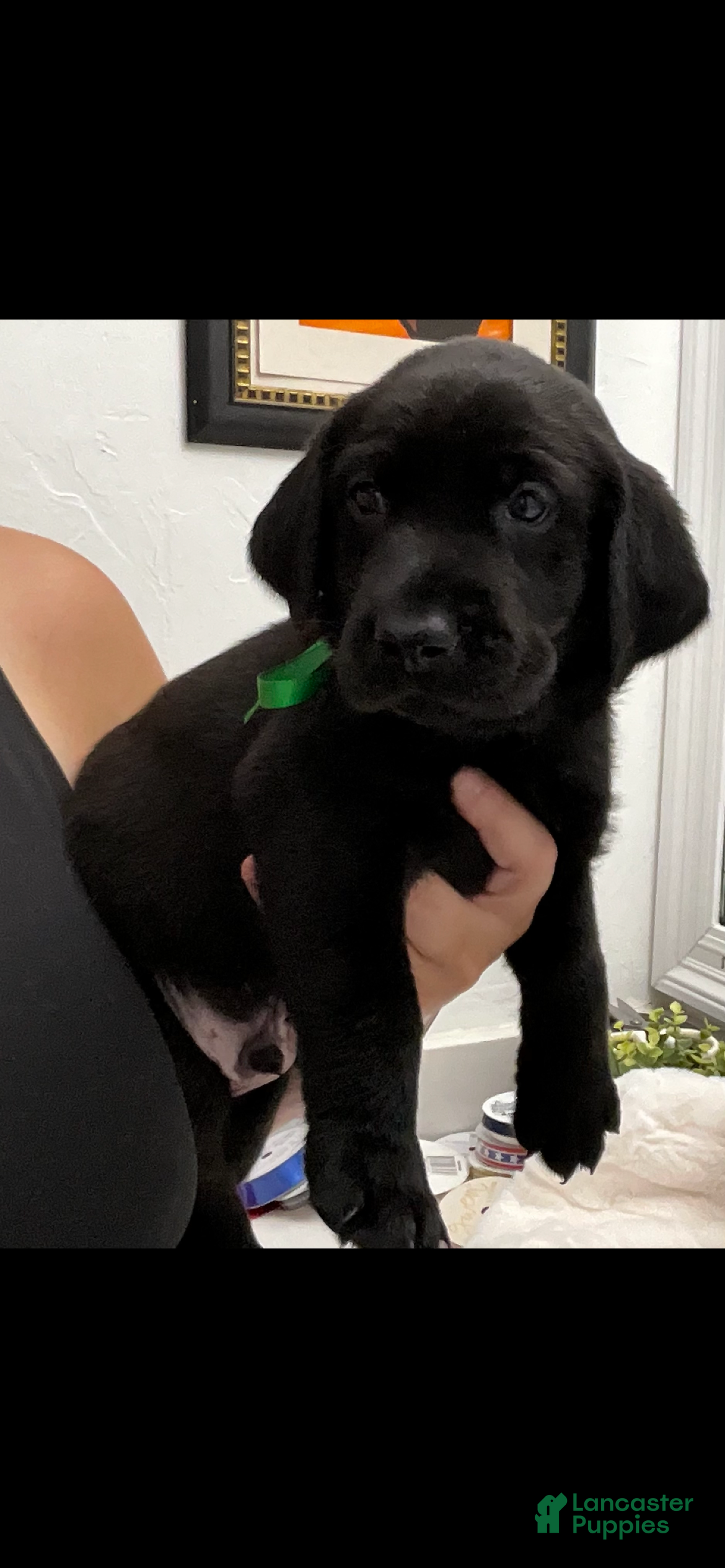 Labrador Retriever dogs Labrador Retriever 4 - Ad 1