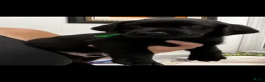 Labrador Retriever 4