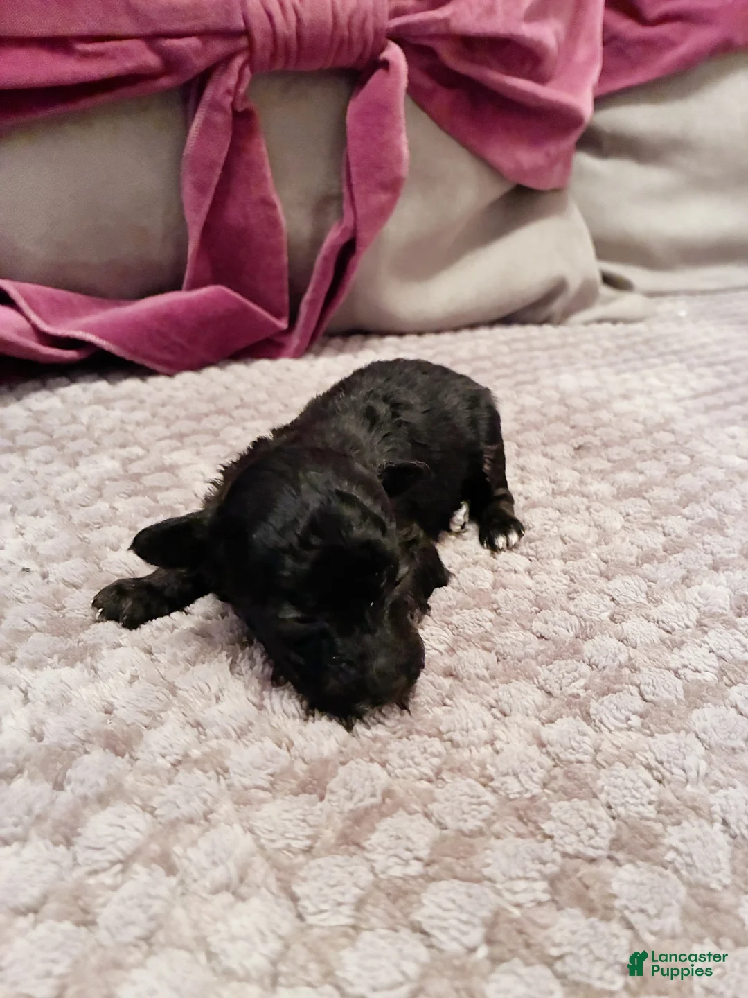 Toy Poodle dogs for sale: Alexas Toy Poodle Puppy - Ad 4
