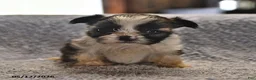 Shih Tzu dogs for sale: Jay - Ad 2
