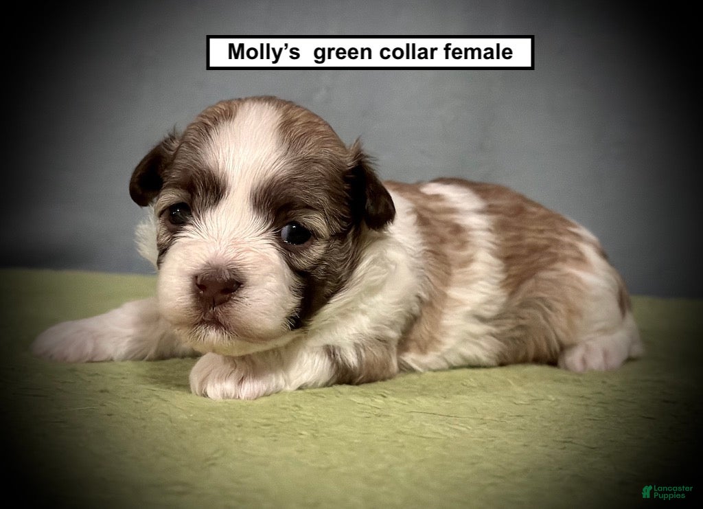 Havanese dogs for sale: AKC Molly's Green Collar Female - Ad 1