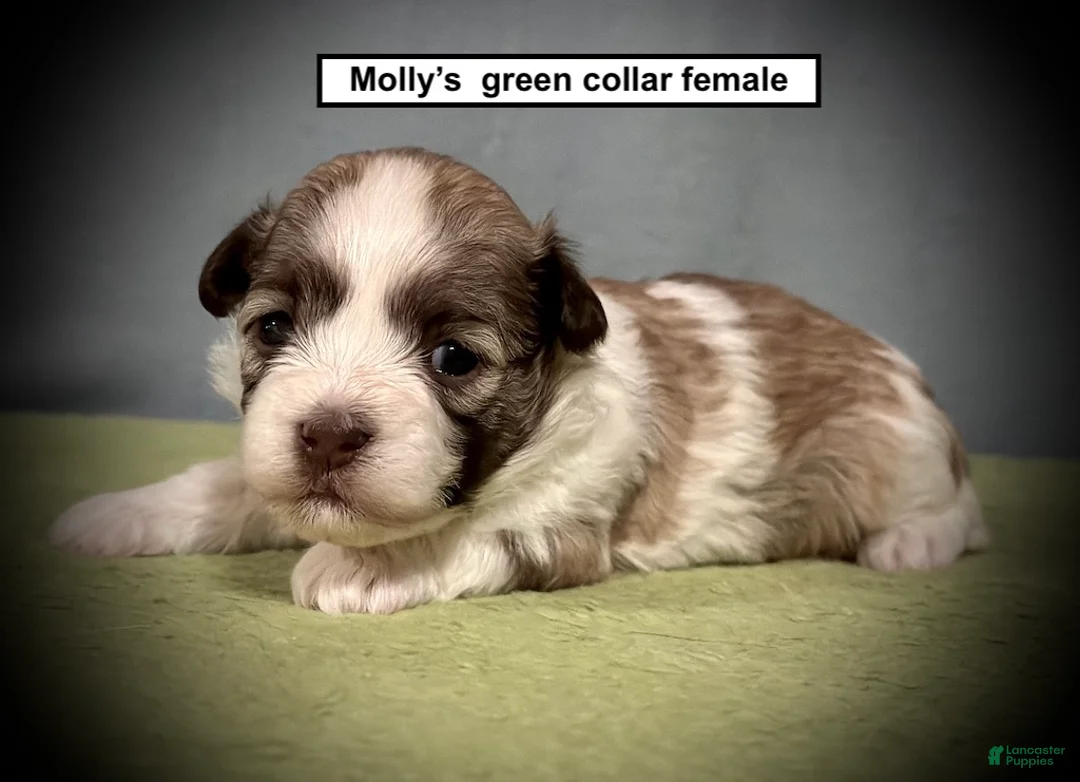 Havanese dogs for sale: AKC Molly's Green Collar Female - Ad 1