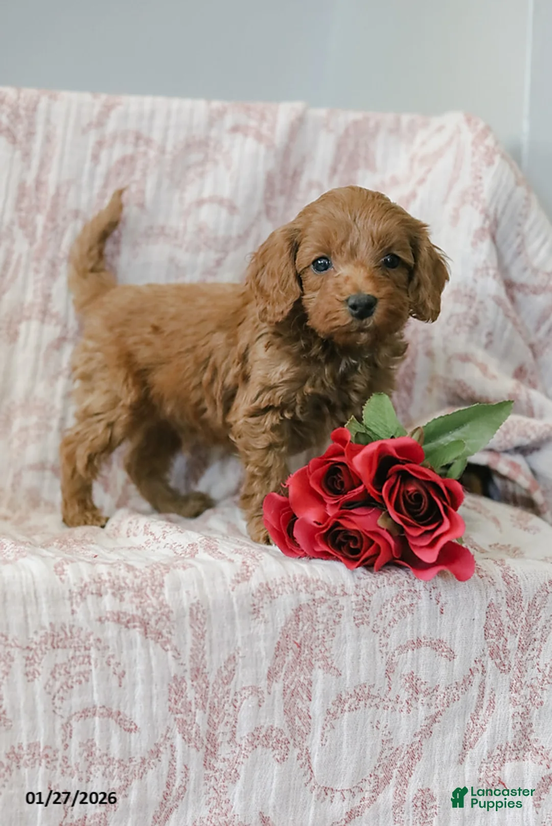 Cockapoo dogs for sale: Justin - Ad 2